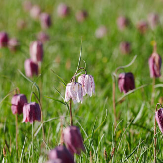Dagens gröna 11 maj – Kungsängslilja i Kungsängen