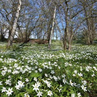 Dagens gröna 12 maj – Vitsippsbacke i Sollentuna