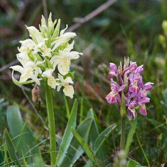 Dagens gröna 14 maj – Adam och Eva