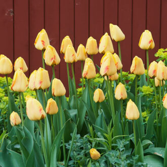 Dagens gröna 17 maj – Tulpaner är gottigottgott Dagens gröna 17 maj – Tulpaner är gottigottgott