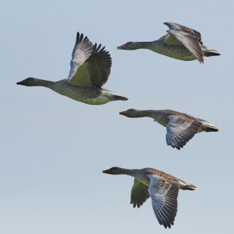 Dagens gröna 24 maj – Sveriges vanligaste gås Dagens gröna 24 maj – Sveriges vanligaste gås