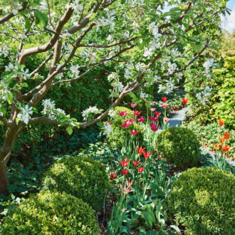 Dagens gröna 27 maj – Vissnande tulpaner och buxbomsklot Dagens gröna 27 maj – Vissnande tulpaner och buxbomsklot