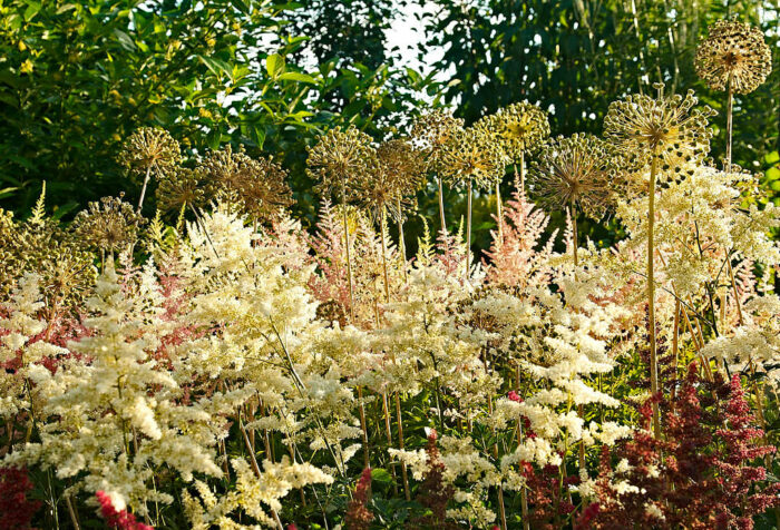 Astilbe döljer kirgislökens fula blad