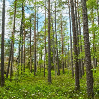 Dagens gröna 4 juni – Skvattram