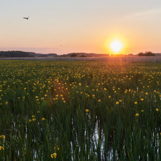 Dagens gröna 5 juni – Svärdslilja i solnedgång