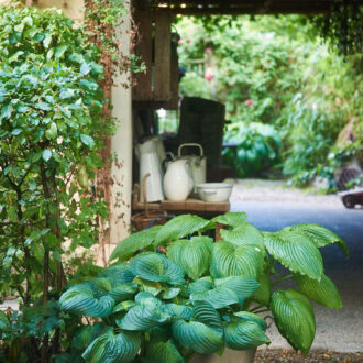 Dagens gröna 9 juni – Le jardin de Pierrette