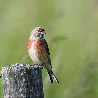 Dagens gröna 16 juni – Hämpling i favoritpose