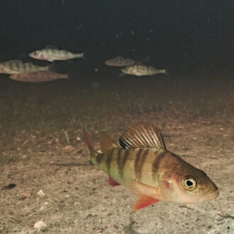 Dagens gröna 20 juli – Abborre med fotintresse