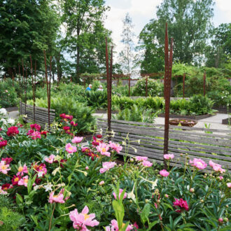 Dagens gröna 11 juli – Ädla rosor i Wij trädgårdar