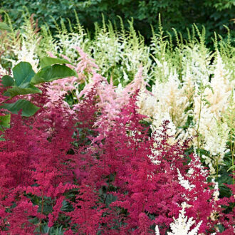 Dagens gröna 17 juli – Liknande form olika färg