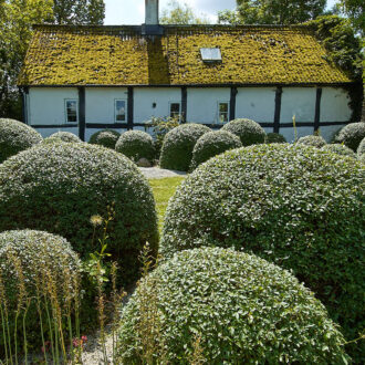 Dagens gröna 26 juli – Anderssons buxbomsklot