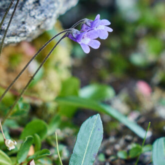Dagens gröna 28 juli – Tätört och långfil