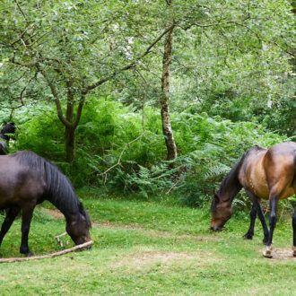Dagens gröna 29 juli – New Forests vilda hästar