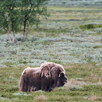 Dagens gröna 7 augusti – Myskoxar i Dovrefjell