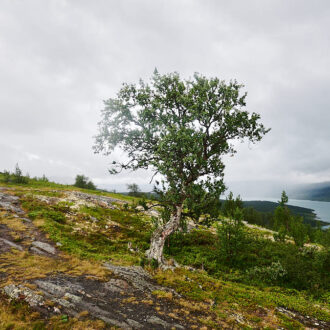 Dagens gröna 4 augusti – Uråldrig fjällbjörk