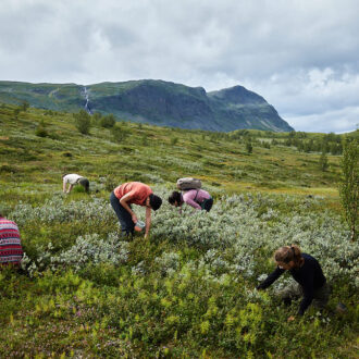 Dagens gröna 9 augusti – Norsk allemansrätt och hjortron