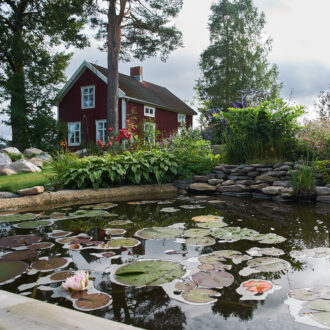 Dagens gröna 10 augusti – Trädgårdsdamm i Burträsk