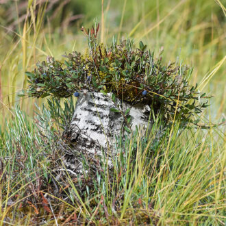 Dagens gröna 12 augusti – Den skönaste av björkstubbar, med rosling