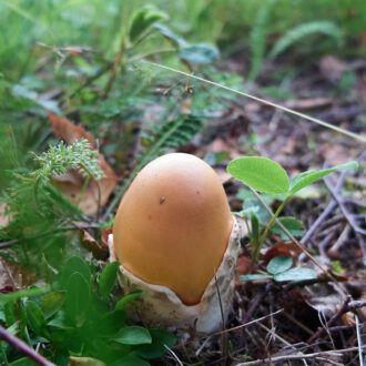 Dagens gröna 17 augusti – Ett ägg som växer ur marken?