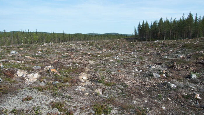 Bar, död mark där förut stod skog sydost Jom okkmokk.