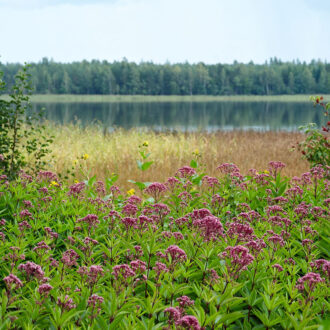 Dagens gröna 22 augusti – Fläckflockel, Eupatorium maculatum