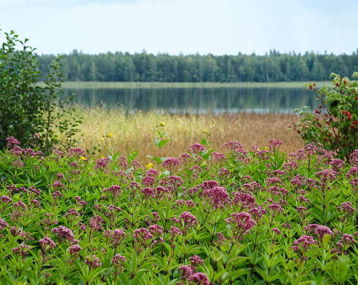Fläckflockel invid sjön Rånen i Småland