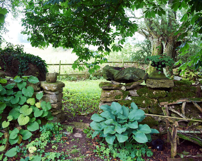 En glänta under en åldrig hästkastanj