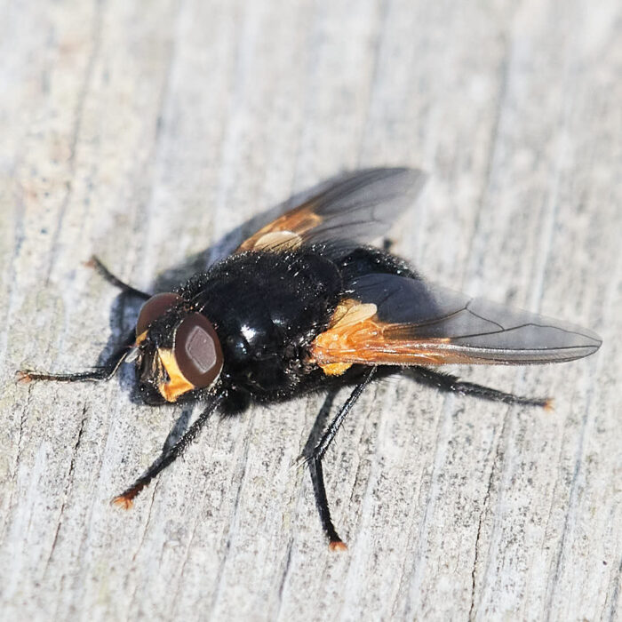 Flugan Mesembrina meridiana