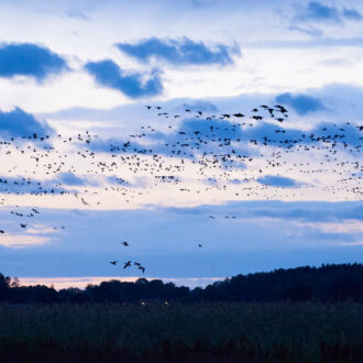 Dagens gröna 5 september – Samlar sig inför flytten