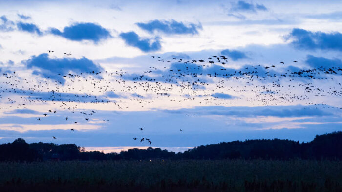 Skymmningshimmel fylld av fåglar ovanför Hjälstaviken