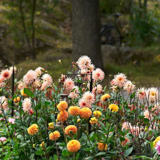 Dagens gröna 7 september – Dahlior i Tantolunden