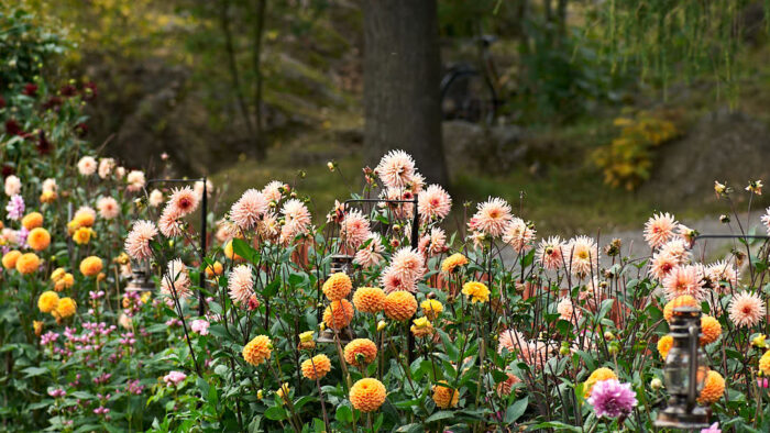 Rad av dahlior i Tantolunden