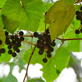 Dagens gröna 8 september – ’Zilga’ som sådana man gör vin av i Sydeuropa
