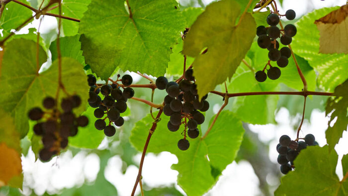 Labruskavin ’Zilga’.