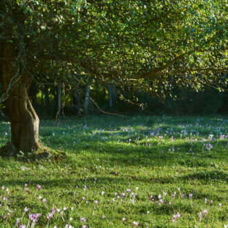 Dagens gröna 10 september – Tidlösa, Colchicum autumnale