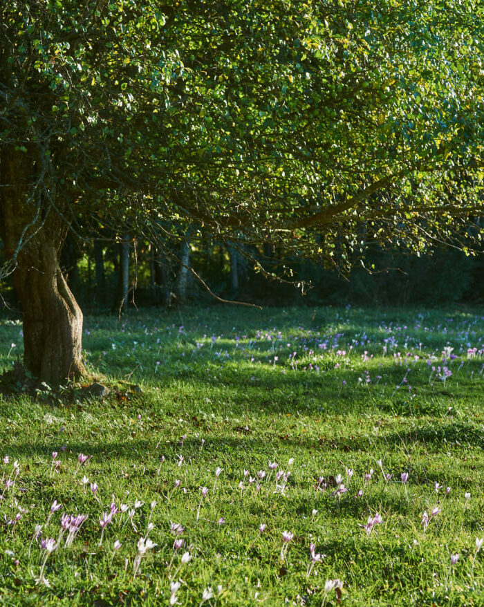 Tidlösa blommande under träd i hage.