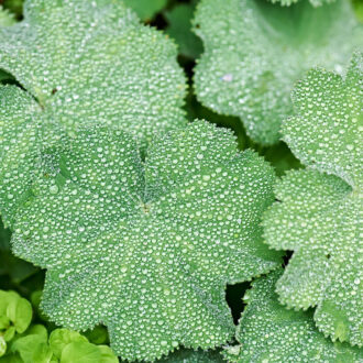 Dagens gröna 11 september – Daggig jättedaggkåpa