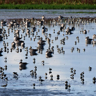 Dagens gröna 13 september – Tofsvipor med flyttplaner