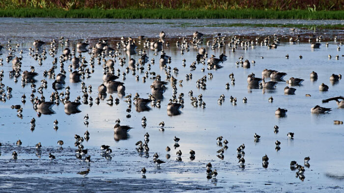 Massor av Tofsvipor och sovande, gäss