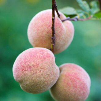 Dagens gröna 15 september – Persika ’Redhaven’.