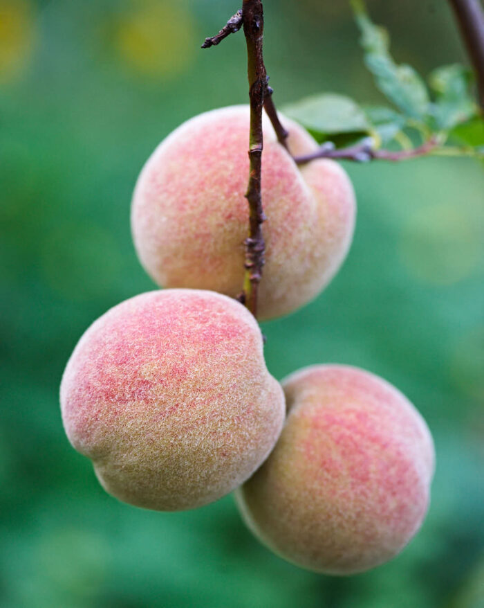 Persika ’Redhaven’.