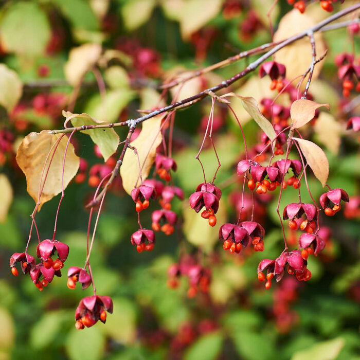 Frukterna på körsbärsbenved, Euonymus planipes