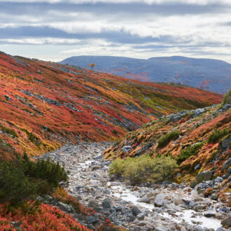 Dagens gröna 19 september – Färggrant blåbärsris i Sonfjället