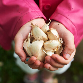 Dagens gröna 20 september – Plantera vitlök