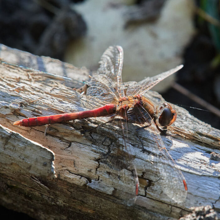 Kanske tegelröd ängstrollslända