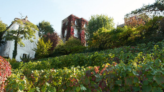 Vingården Clos-Montmartre mitt i Paris