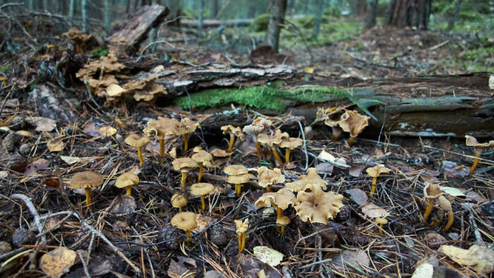 Trattkantareller i skogsmark