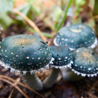 Dagens gröna 11 oktober – Ärggrön kragskivling Dagens gröna 11 oktober – Ärggrön kragskivling