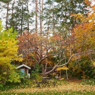 Dagens gröna 13 oktober – Vår trädgård i höstskrud Dagens gröna 13 oktober – Vår trädgård i höstskrud
