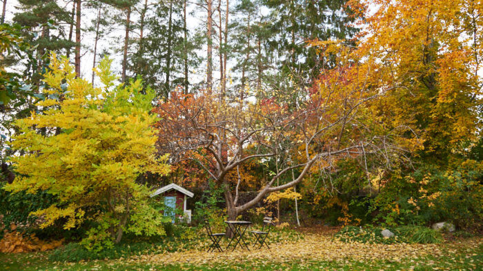 Vår trädgård i höstfärger med plommonträd, magnolia, bok och lekstuga. 